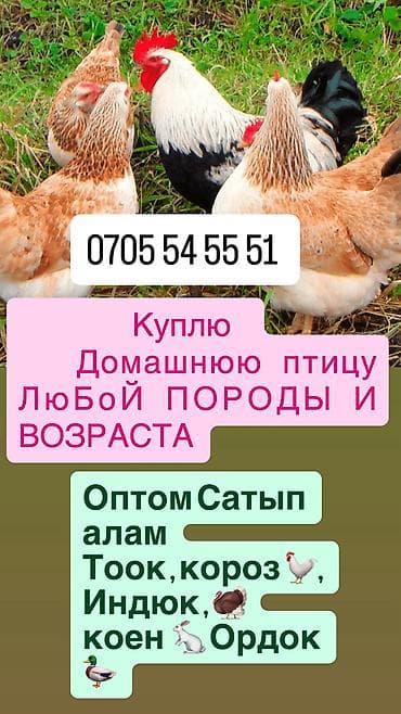 КУПЛЮ ДОМАШНИХ - кур и петухов - уток - индюков - кроликов Любая