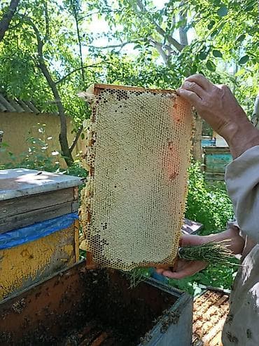 Үй жана бакча: Бал, Мёд, асел 🍯 ДҮҢ САТЫЛАТ! Токтогулдун табигый тоо балы Таза — 5