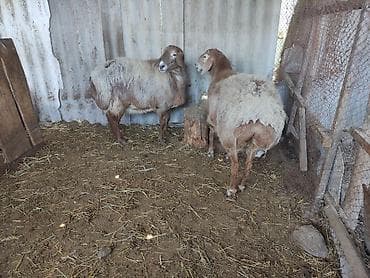 зоомагазин бишкек птицы: Продаю | Овца (самка) | Арашан | Для разведения | Матка — 1