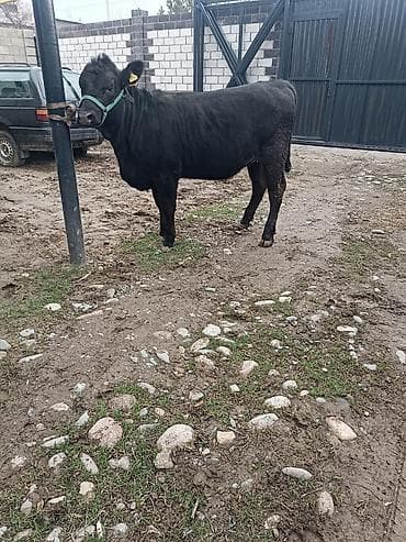 Продаю | Тёлка | Ангус | Для разведения | Привязанные at lalafo.kg Продаю | Тёлка | Ангус | Для разведения | Привязанные