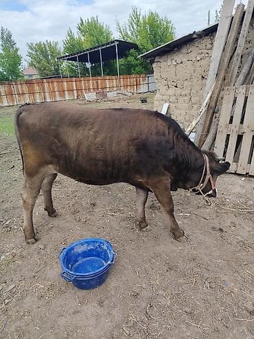 телки швицкой породы: Продаю | Корова (самка), Музоо, торпок | Швицкая | На откорм | Привязанные — 2