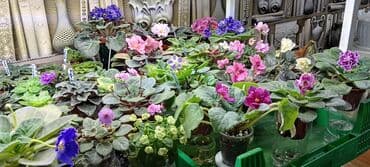 купить луковицы тюльпана: 🌱🌺🌱 Продаю сортовые ДЕТКИ стандартных фиалок🌱🌺🌱. Цены от 80-150 сом — 29