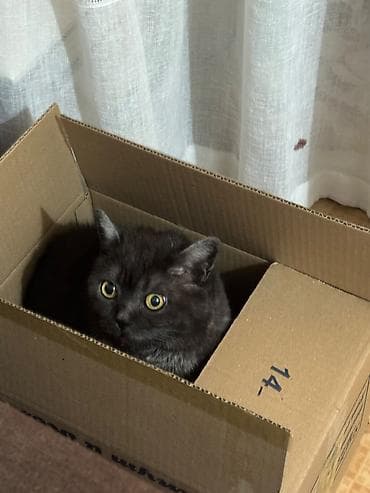 Британская короткошёрстная, более 5 лет, Девочка, Серый, Кастрирована, Приучена к лотку, Проглистована — 2