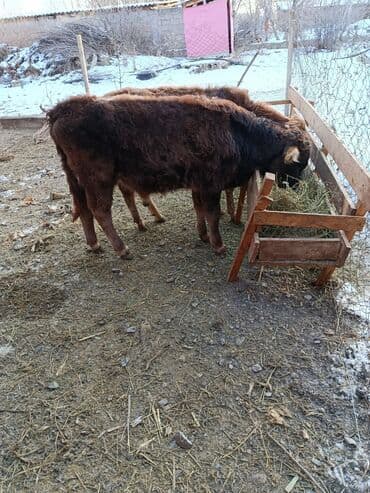 корова оптом: Продаю | Бык (самец), Музоо, торпок | Швицкая | На откорм, На забой, Для разведения — 4