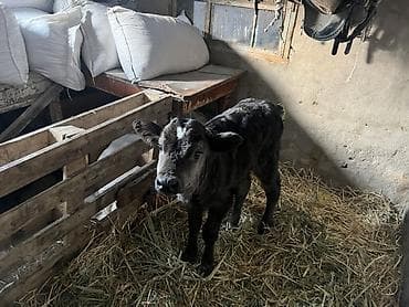 Продаю | Музоо, торпок | На откорм | Привязанные