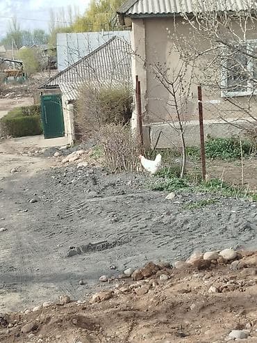 Продаю | Куры | Домашняя | Несушки