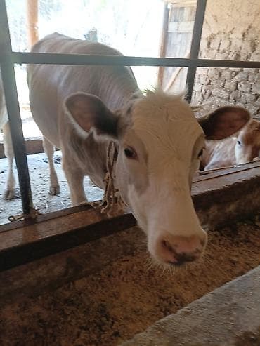 продаю уй: Продаю | Тёлка | Полукровка | На откорм | Племенные — 1