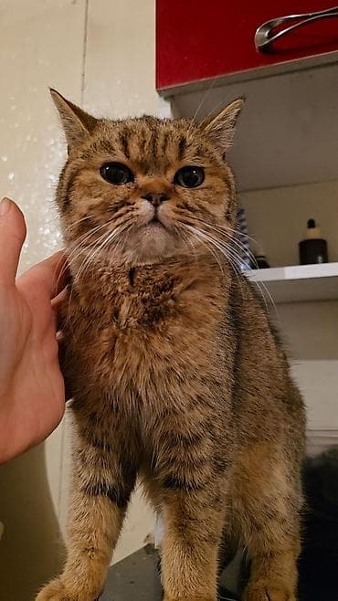 продажа рыбы: Скотиш Страйт (Шотландская прямоухая), 10 месяцев, Мальчик — 6