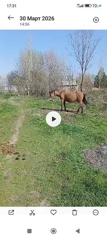 цена клевер: Продаю | Кобыла (самка) — 1