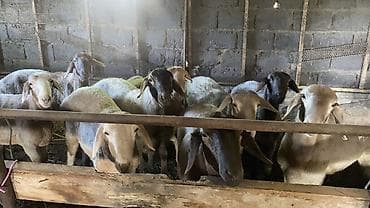 телята месячные: Продаю | Баран (самец) | На забой — 3