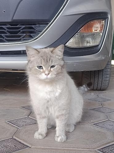 шотландская веслоухая кошка: Британская короткошёрстная, 7 месяцев, Девочка — 2