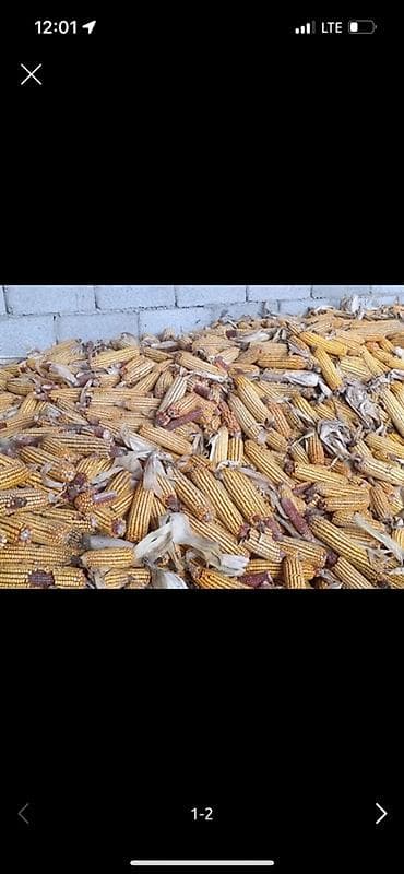 початки кукурузы: Кукуруза в початках (кормовая) - Крупные початки жёлтых сортов - — 2