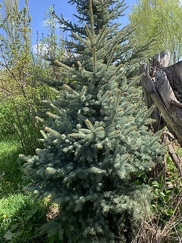 детские манежи в бишкеке: Ель голубая (ель колючая, Picea pungens glauca) - Декоративное — 1