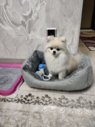 купить собаку шпица недорого: Шпиц, 1 год, Самец, С прививкой, С родословной — 17