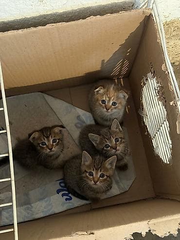 Милые котята тигрового окраса - Помёт из четырёх котят: классические — 3