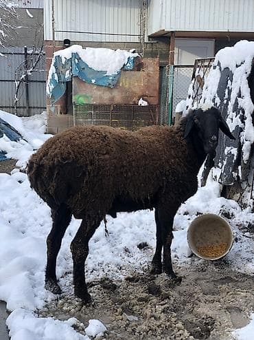 овчарка на вязку: Продаю | Овца (самка) | Для разведения | Племенные — 1