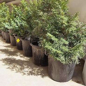 Туя западная в контейнере. Контейнерное выращивание: растение с