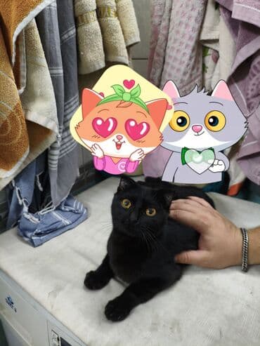 шотладские котята: Кошка даром: Скотиш Фолд (Шотландская вислоухая), 1 год, Девочка, Приучена к лотку, Кастрирована — 1