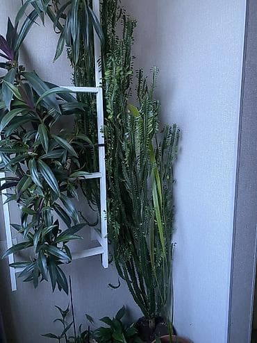 эустома комнатная купить: Комнатные растения 1) Комнатный цветок Рео приходится близким — 2