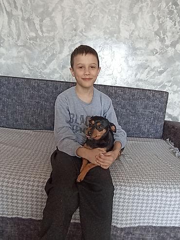 Собаки: Собака даром: Той-терьер, Более 5 лет, Самка, С прививкой, С родословной — 1