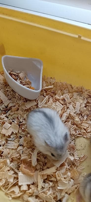 Грызуны: 🐹 Готовый пушистый друг — без забот! 🏡 Джунгарский хомяк (1,5 месяца) — 4