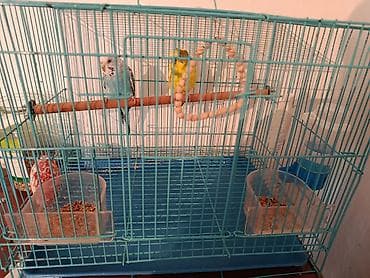 Продаю волнистых попугаев парочку - Просторная прямоугольная клетка