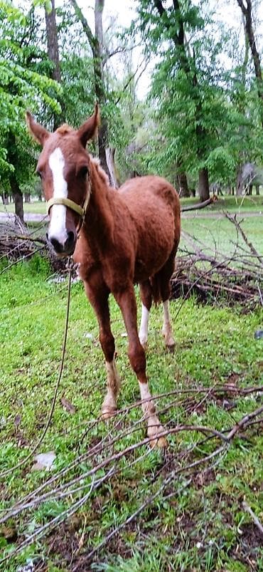 жаны уйлор: Сатам | Тай | Ат спорту — 5