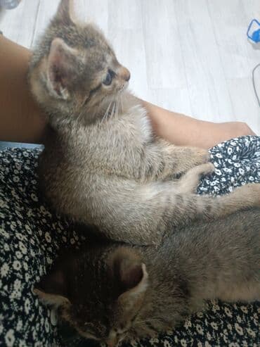 если не кастрировать кота: Кошка даром: Беспородная, 4 месяца, Девочка, Приучена к лотку — 5