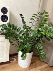 растения для аквариума: Высота 85 см -90 см 
С горшком самовывоз — 3