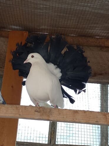 гидропонный зеленый корм цена: Породистые декоративные голуби с «чубами» и оперёнными лапами — 7