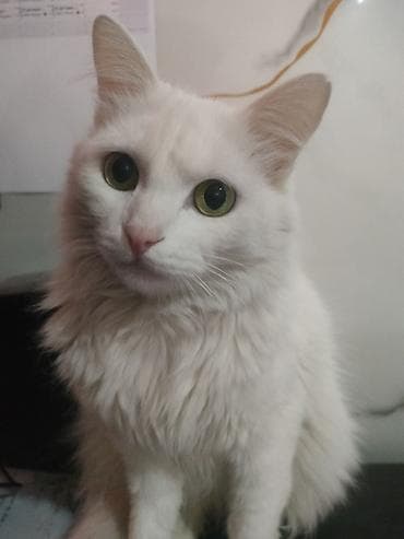 кокон ээр: Ангорская, 10 месяцев, Девочка, Белый, Приучена к лотку — 4