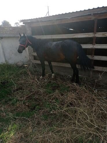 кролики декоративные: Продаю | Кобыла (самка) | Рабочий — 1