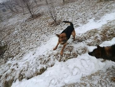 Мышыктар: Немецская овчарка среднего-крупного размера. Короткошёрстные, с — 2