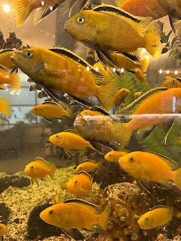 попуга: Аквариумные рыбы — яркие цихлиды (Malawi/Мбуна) и попугай-парарот — 9
