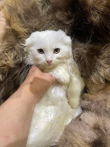 Скотиш Фолд (Шотландская вислоухая), 2 месяца, Девочка, Белый, Проглистована