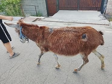 купить неразлучников: Срочно продам ишака самовывоз возраст 4 года срочно — 4
