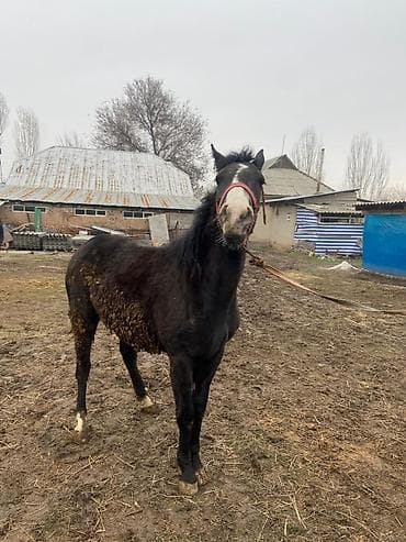 70 сом: Сатам | Тай | Жумушка — 5