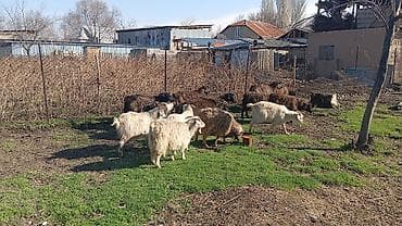 Продам с/х животных: Продаю | Коза (самка), Козлёнок | Полукровка | На забой, Для разведения, Для молока | Племенные, Котные — 5