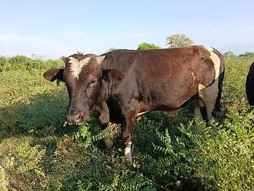 кор: Продаю | Бык (самец) | Алатауская, Аулиекольская | На откорм — 7