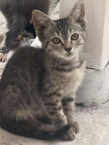 Котята из одного помёта - Возраст: 4 месяца - Окрас: несколько