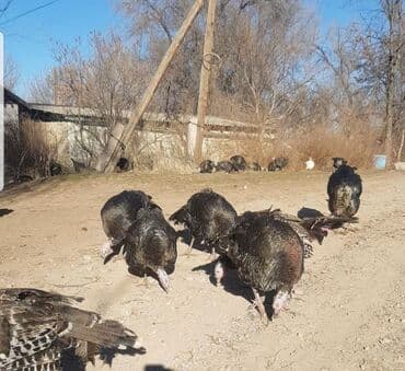 Кемирүүчүлөр: Сатам | Ургаачы күрп (ургаачы), Эркек күрп | Түндүк Кавказ — 4