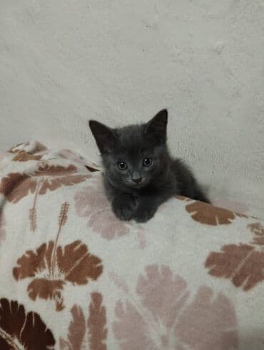 хочу купить кошку: Котята в добрые и ответственые руки. Кушают все и китекет тоже. Кашку — 11