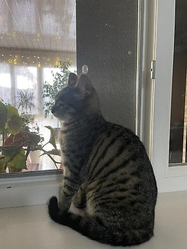 Грызуны: Кошка даром: Беспородная, Мальчик, Приучена к лотку — 4