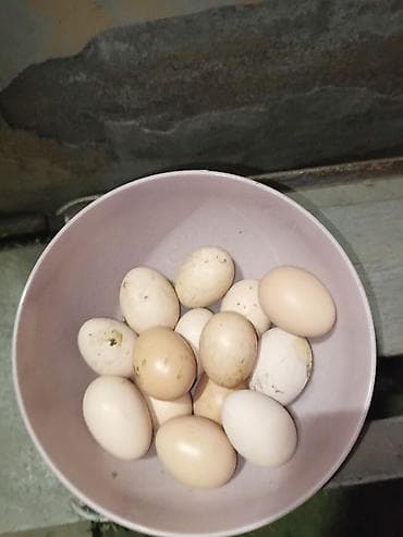 Домашние яйца - Яйца деревенские, куриные, разных оттенков скорлупы