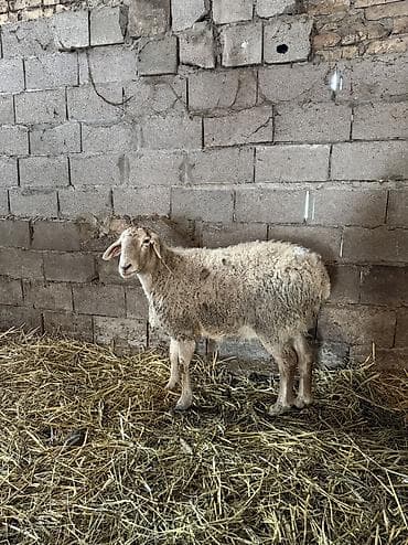 овц: Продаю | Овца (самка) | На забой, Для разведения | Матка, Ярка — 2