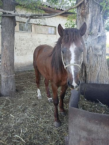 Продаю | Жеребец | Рабочий — 2