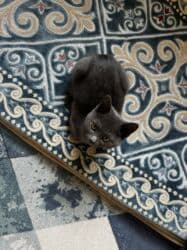 продажа щенков немецкой овчарки с документами в бишкеке: Котёнок серого окраса - Порода/тип: короткошёрстный, однотонный серый — 5