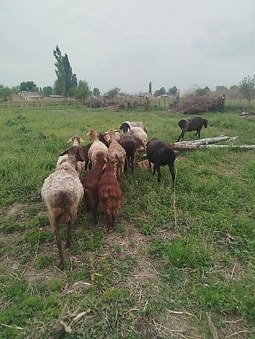 Айыл-чарба жаныбарлары: Сатам | Ургаачы кой (ургаачы) | Аргын | Көбөйтүү үчүн | Асыл тукумдуу — 5