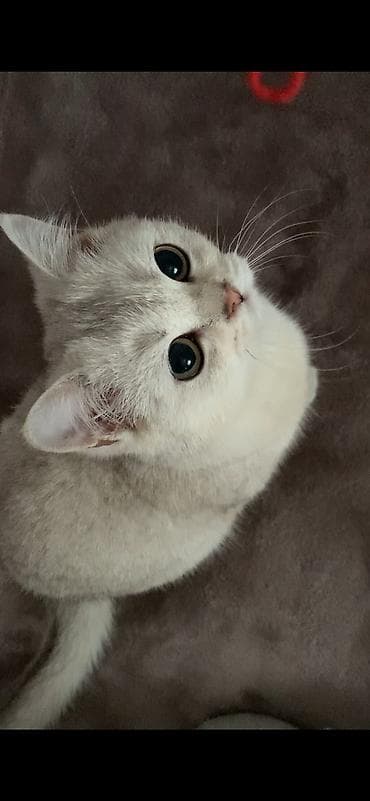 кошки свинкс: Скотиш Страйт (Шотландская прямоухая), 5 месяцев, Девочка, Приучена к лотку — 1