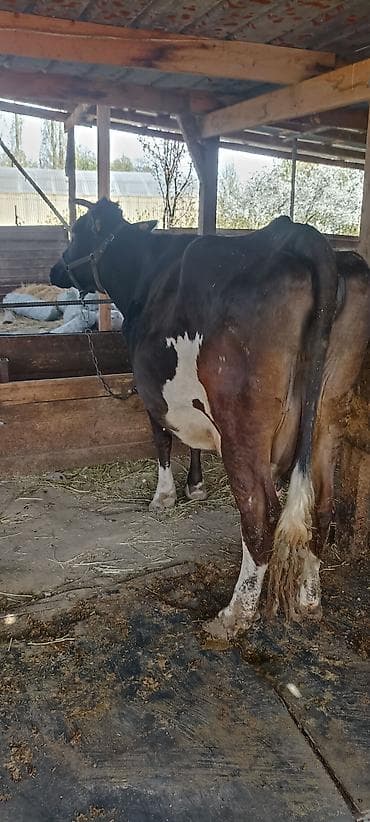 торпок токмаке: Продаю | Корова (самка) | Для молока | Привязанные — 1